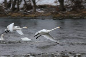 「冬バテ」に『コシラック』！