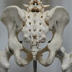 「仙骨サポーター」とは…