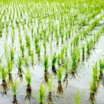 『コシラック』は農作業時の味方！