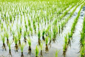 『コシラック』は農作業時の味方！