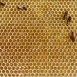 天然の抗生物質「プロポリス」