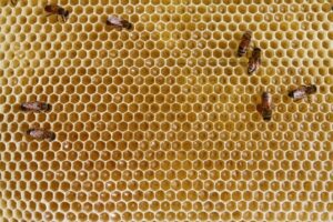 天然の抗生物質「プロポリス」