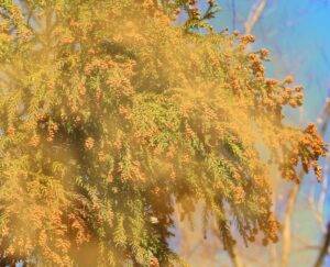 大人の食物アレルギー