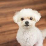 愛犬も浄活水器の水がお気に入り