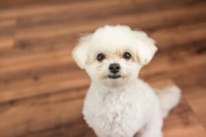 愛犬も浄活水器の水がお気に入り