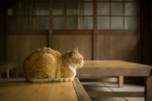 私とコシラック
