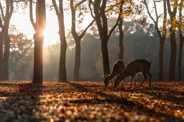 鹿の玉、幻のキノコ